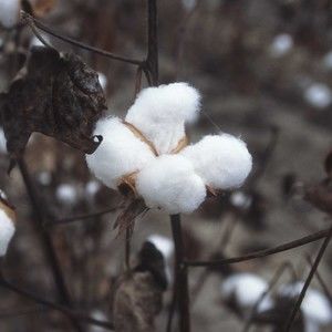 Meet your Posher, CottonPatchStuff